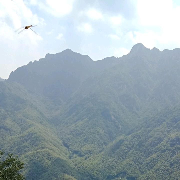 雨中飞鹭
