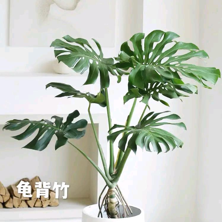海岛卖鱼的