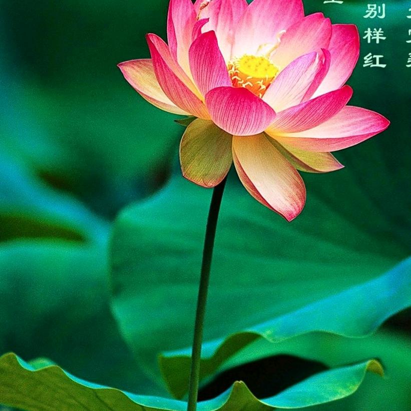刘艳