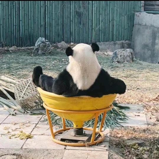 阿对对对