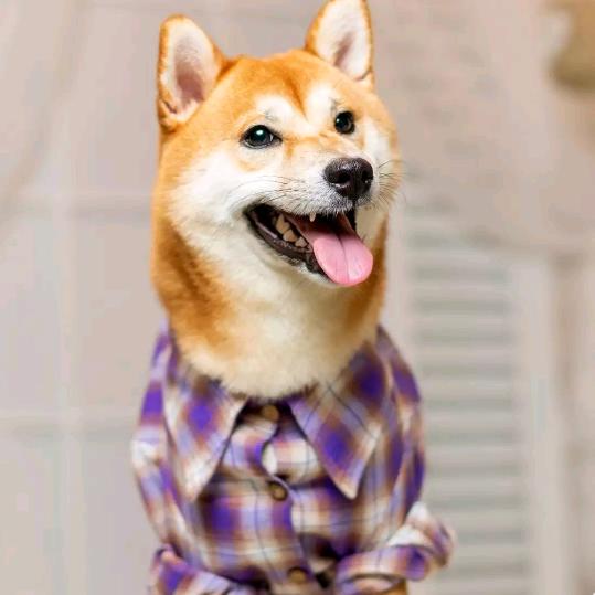 xiao，wang