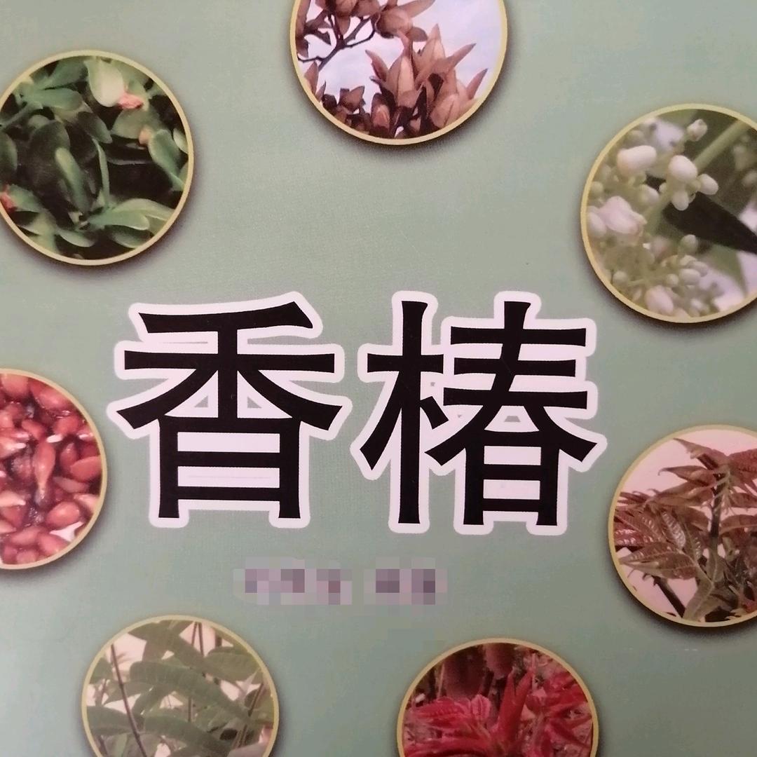 《袁哥香椿种苗》