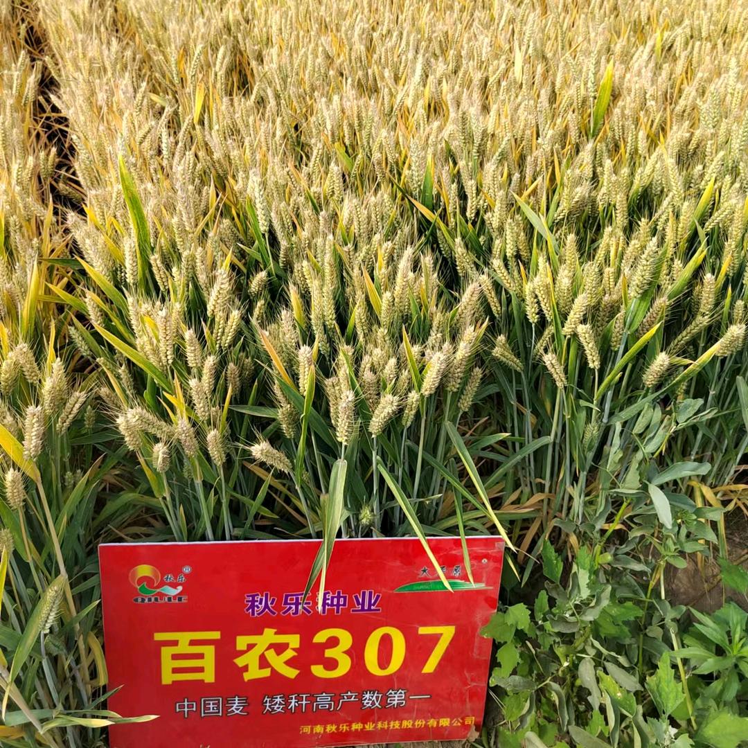 青春常在
