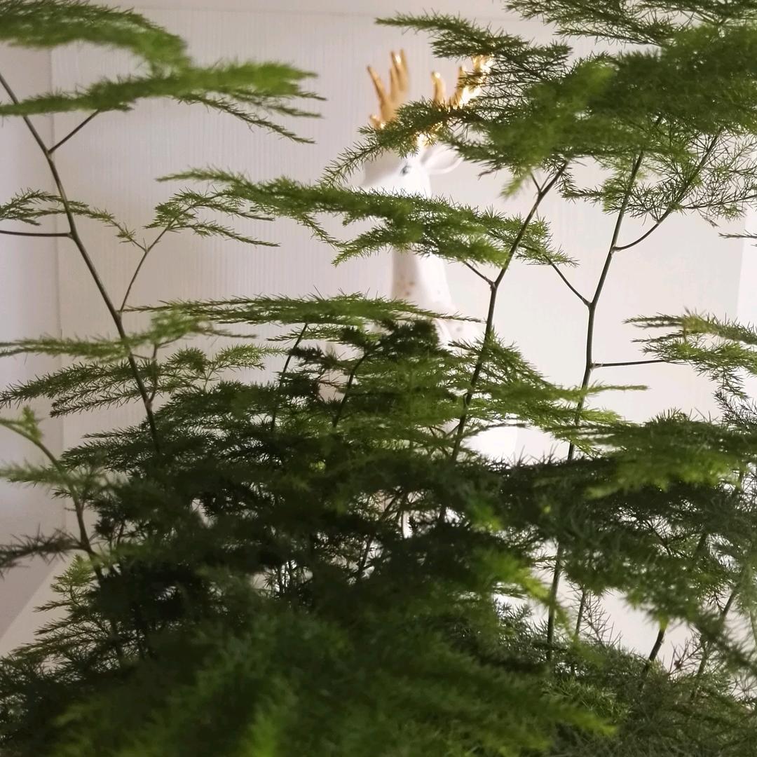 星星点点