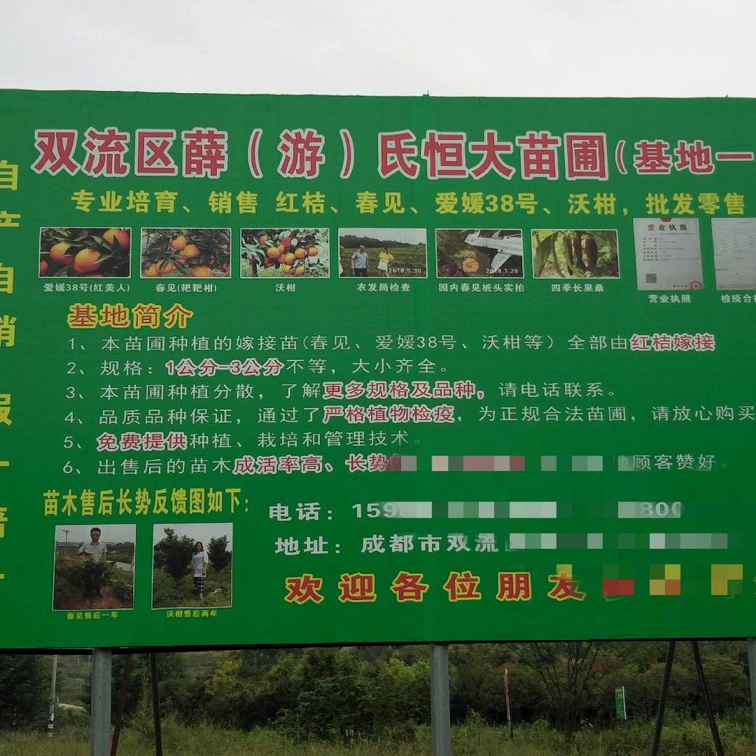 双流区薛氏恒大苗圃