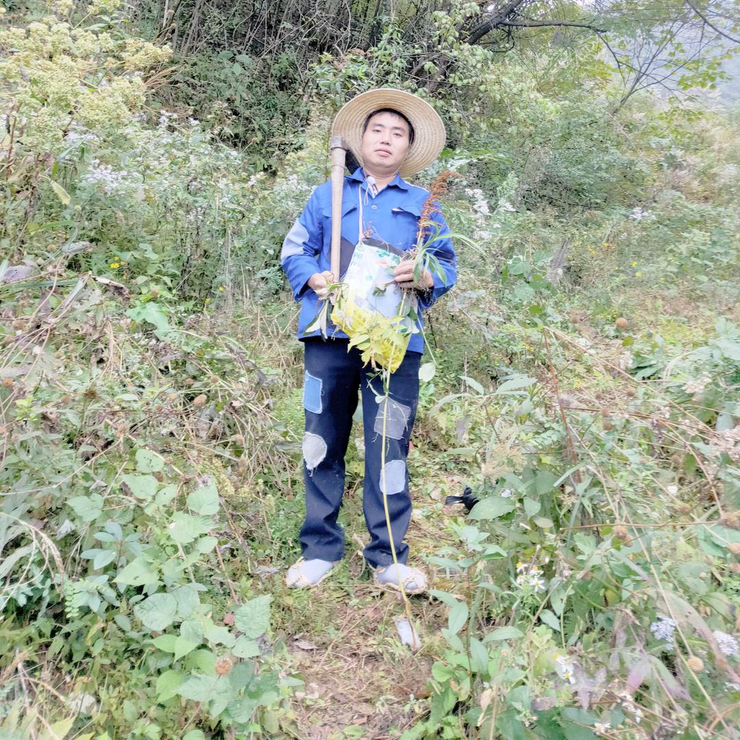 草药先生