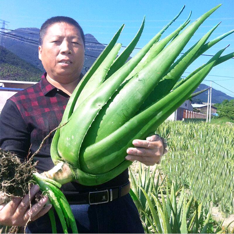 黄家荟芦荟专卖店总部