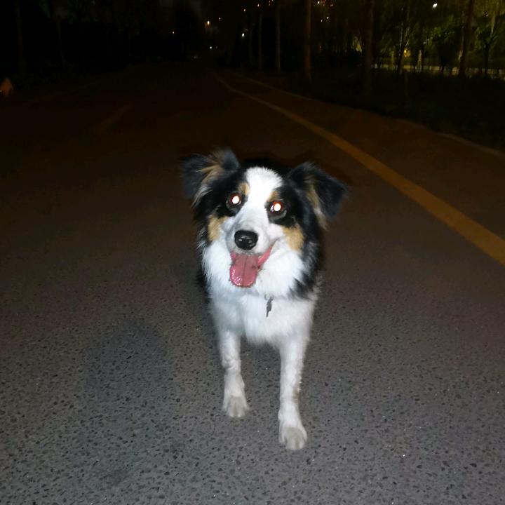境彩边牧