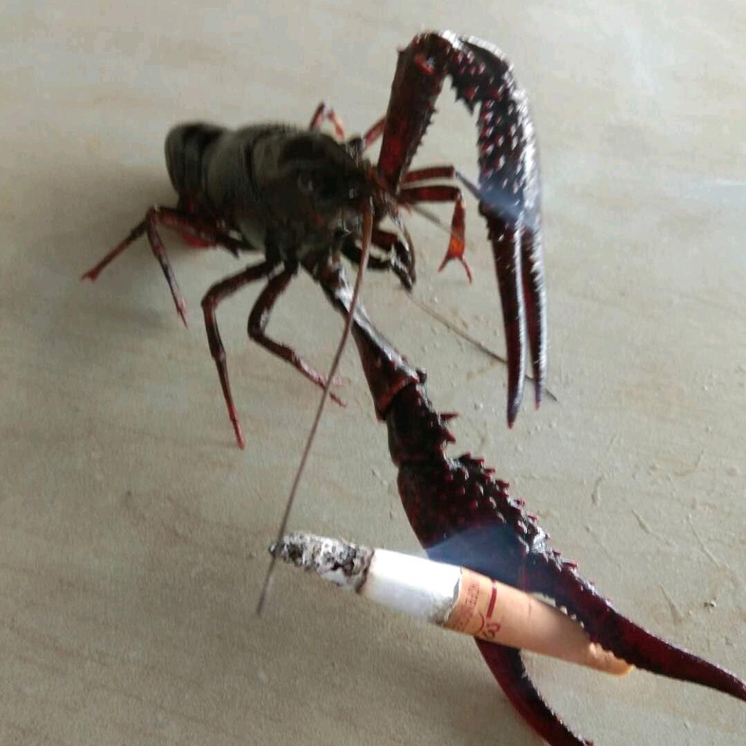 巧虾农