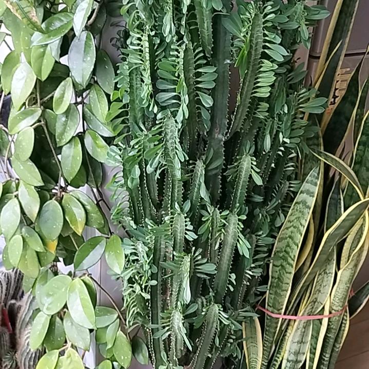 西塬老刘