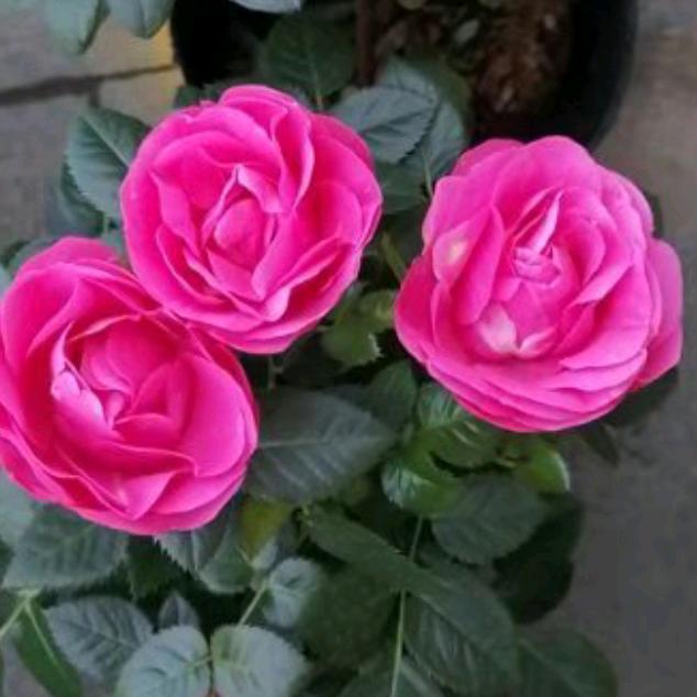 用户660896462笑看人生