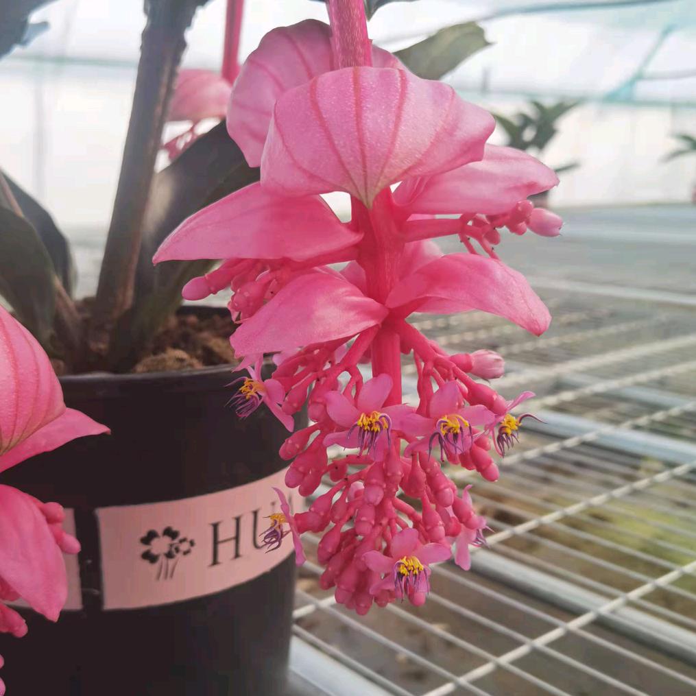 阿木花卉