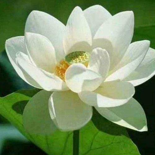 执念。つ