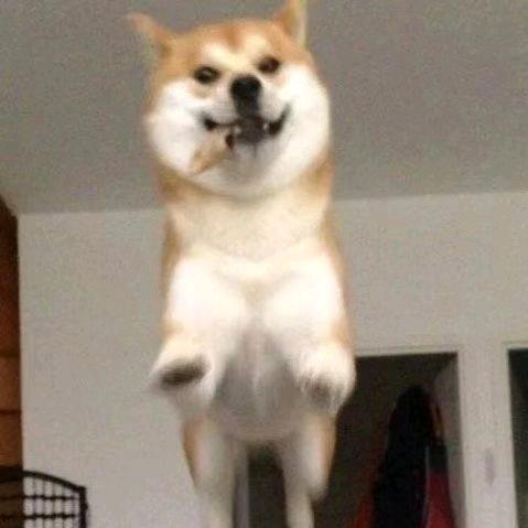 牛 马