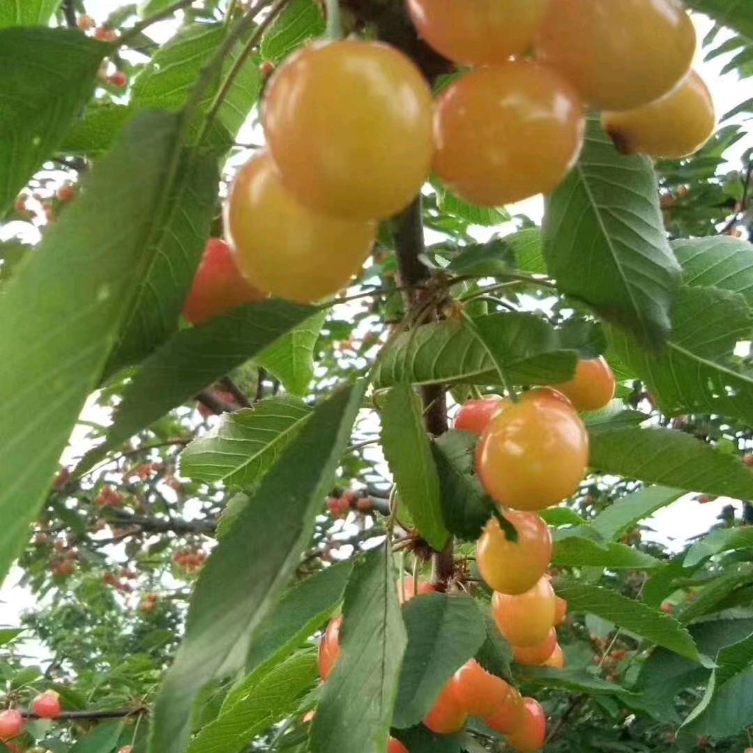 农村小青年种植大樱桃