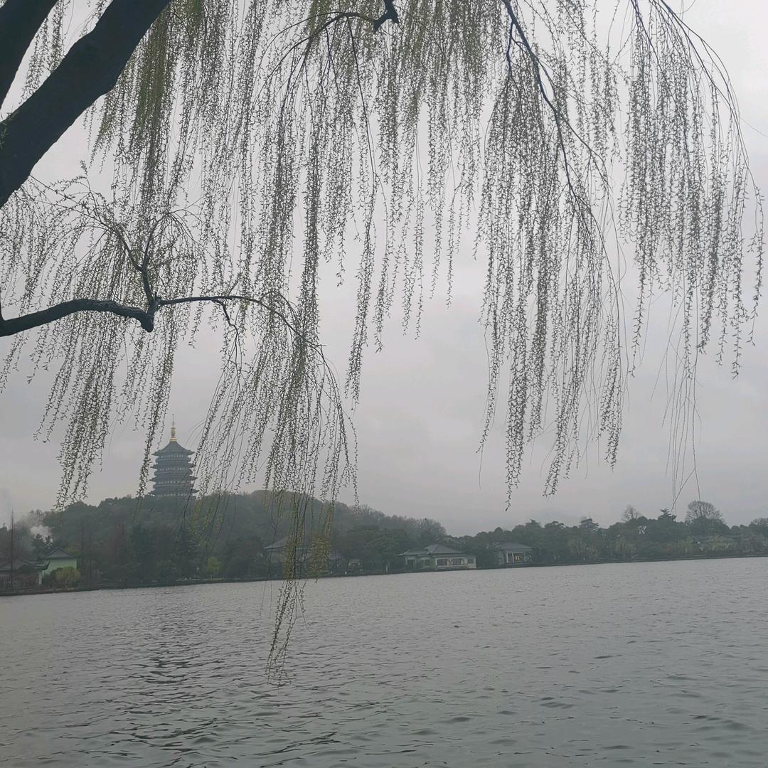 静待🌸开