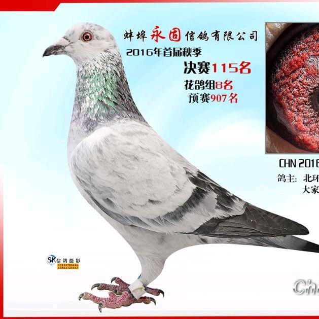 北环鸽舍