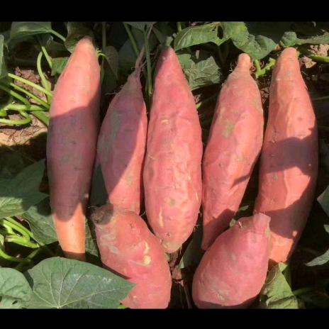 顺立薯业农产品经销