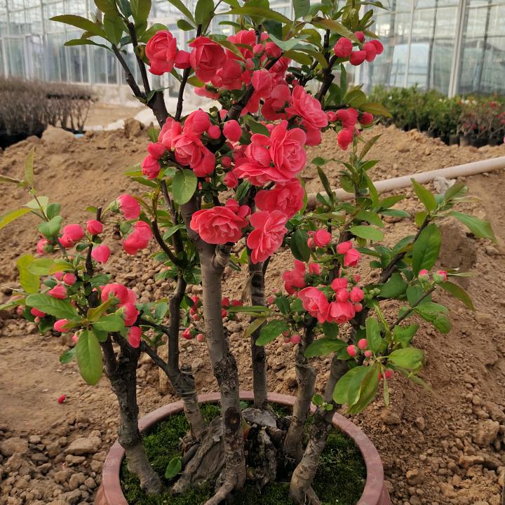 沭阳县静之汐花卉经营部