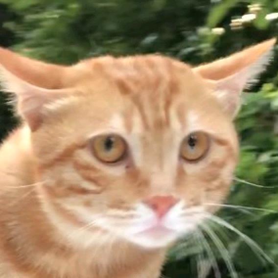 流浪猫猫侠