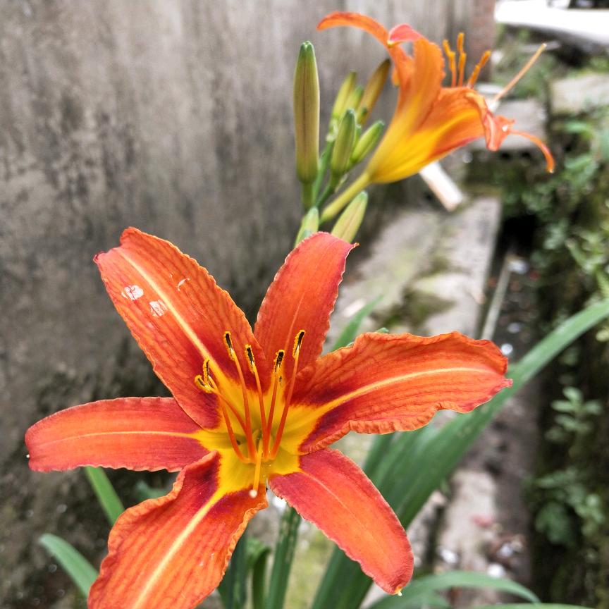 四叶草