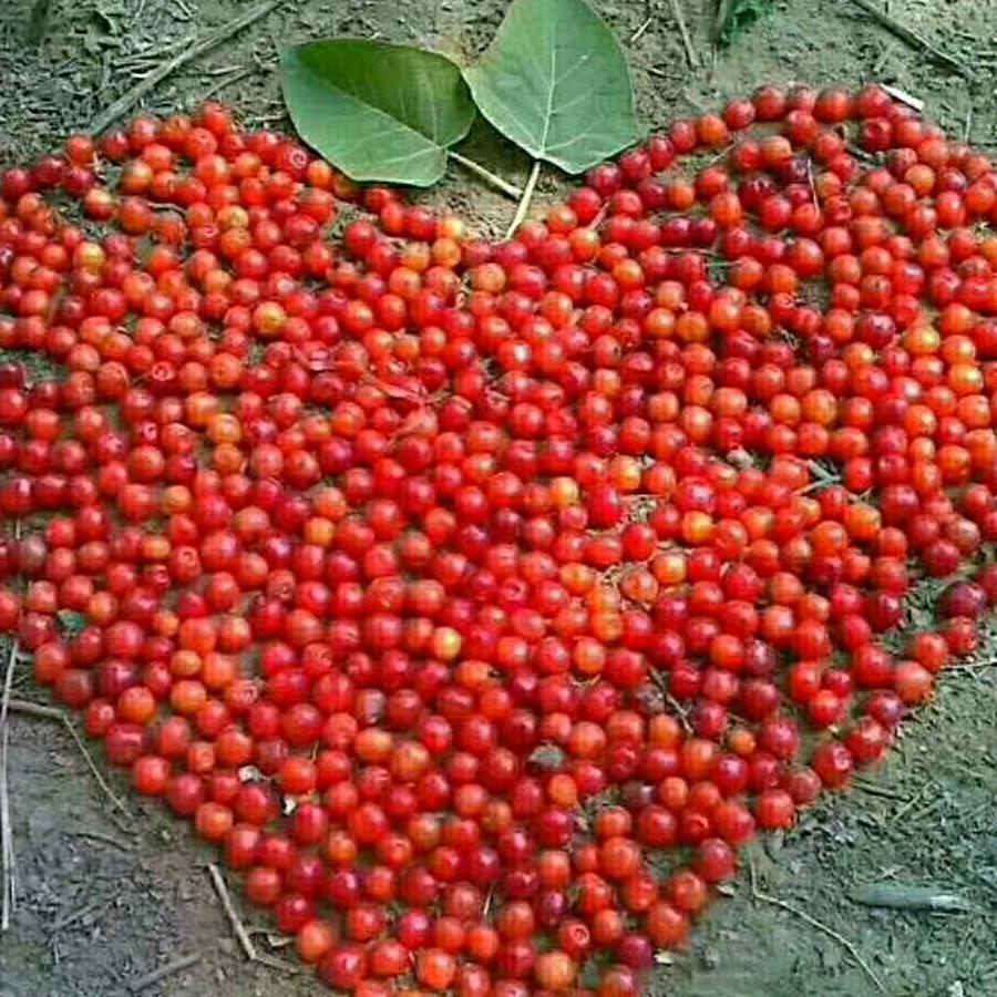 乐乐养殖场合作社