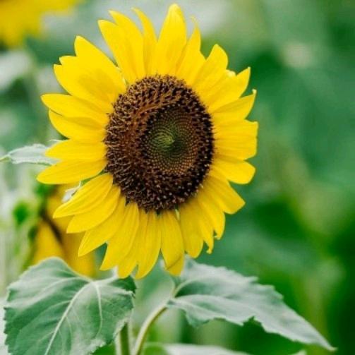 郑湘云（鼎药世家）