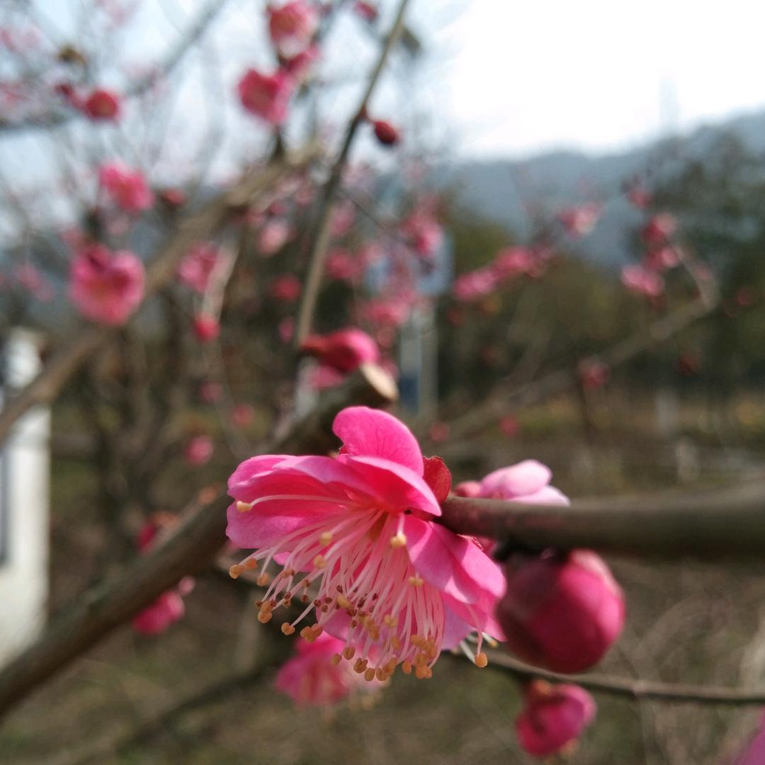 念乡愁