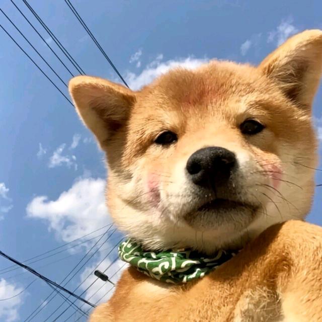 满山的猴子我腚最红