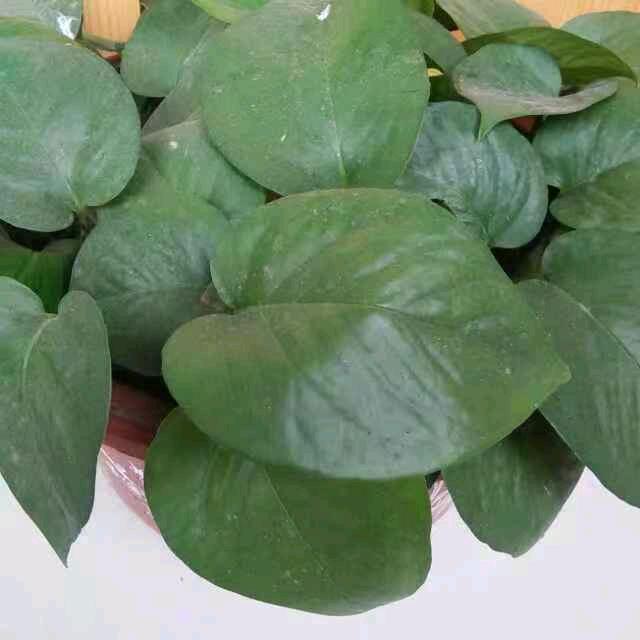 圣洁