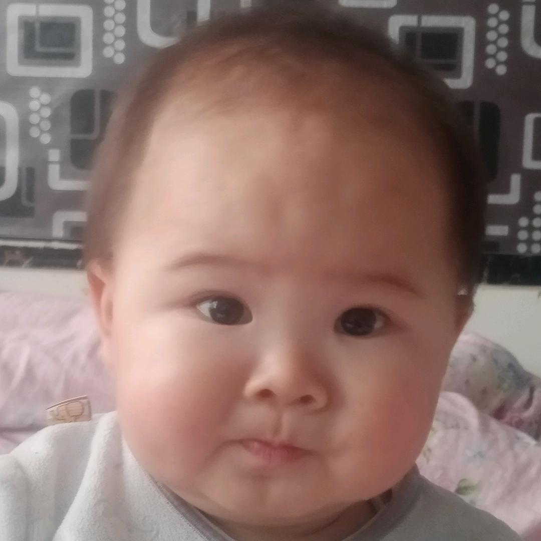 会游泳的猪