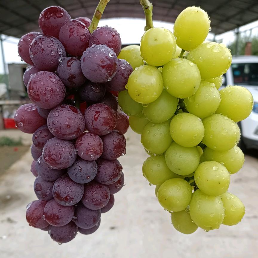 李家葡萄(李存葡萄采摘园)