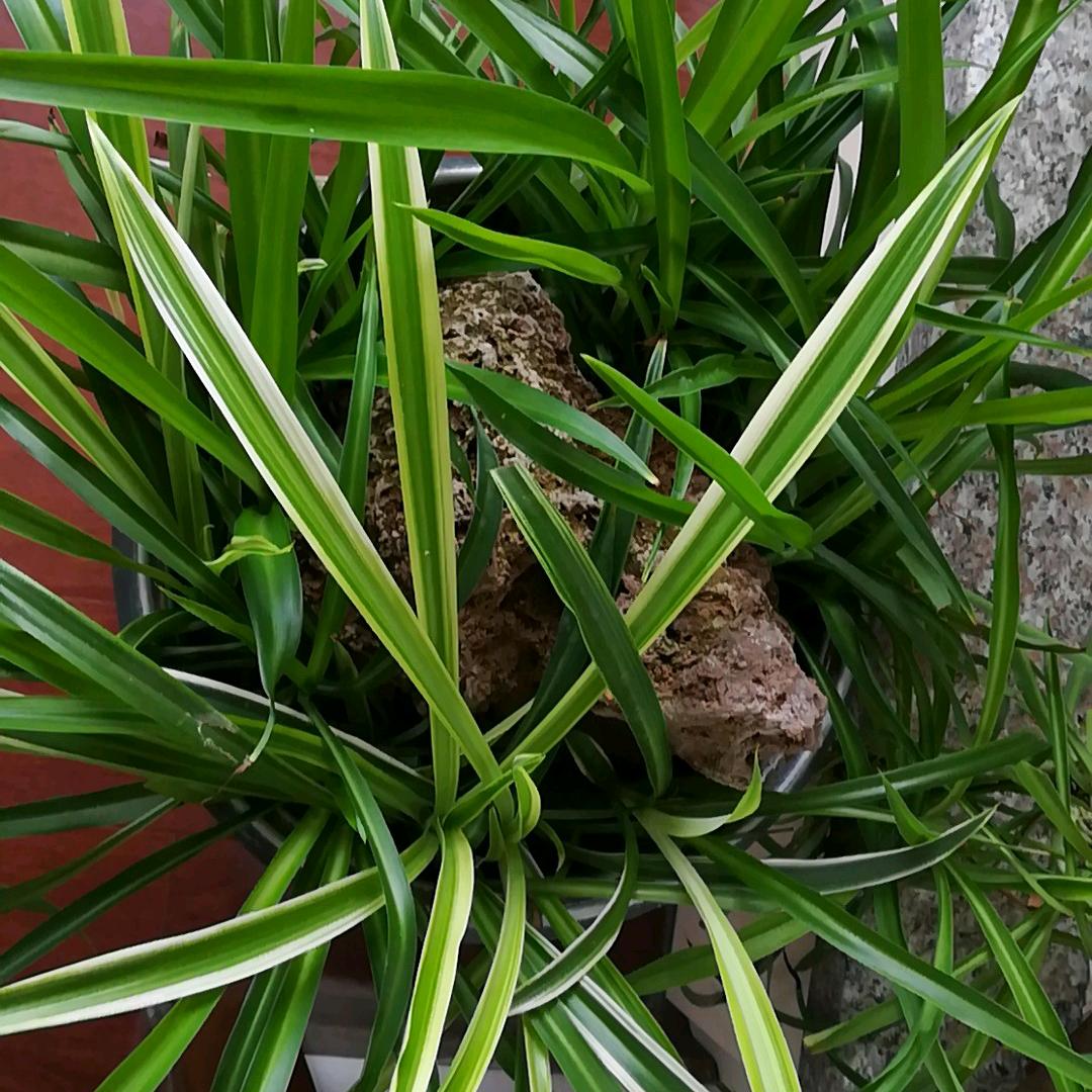 芳芳分享