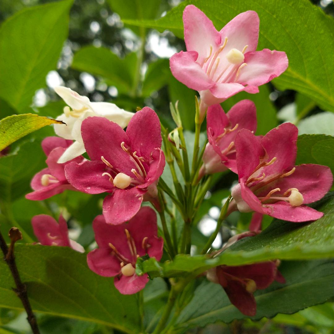 ღ🇨🇳ღ•̥̑ .̮ •̥̑).:*