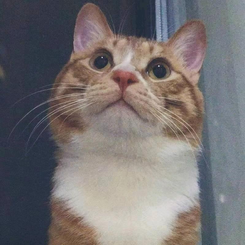 豌豆💕