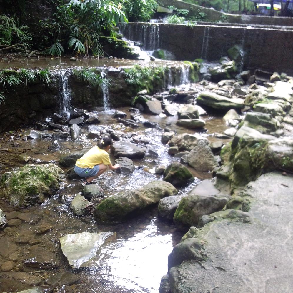 缘再树林