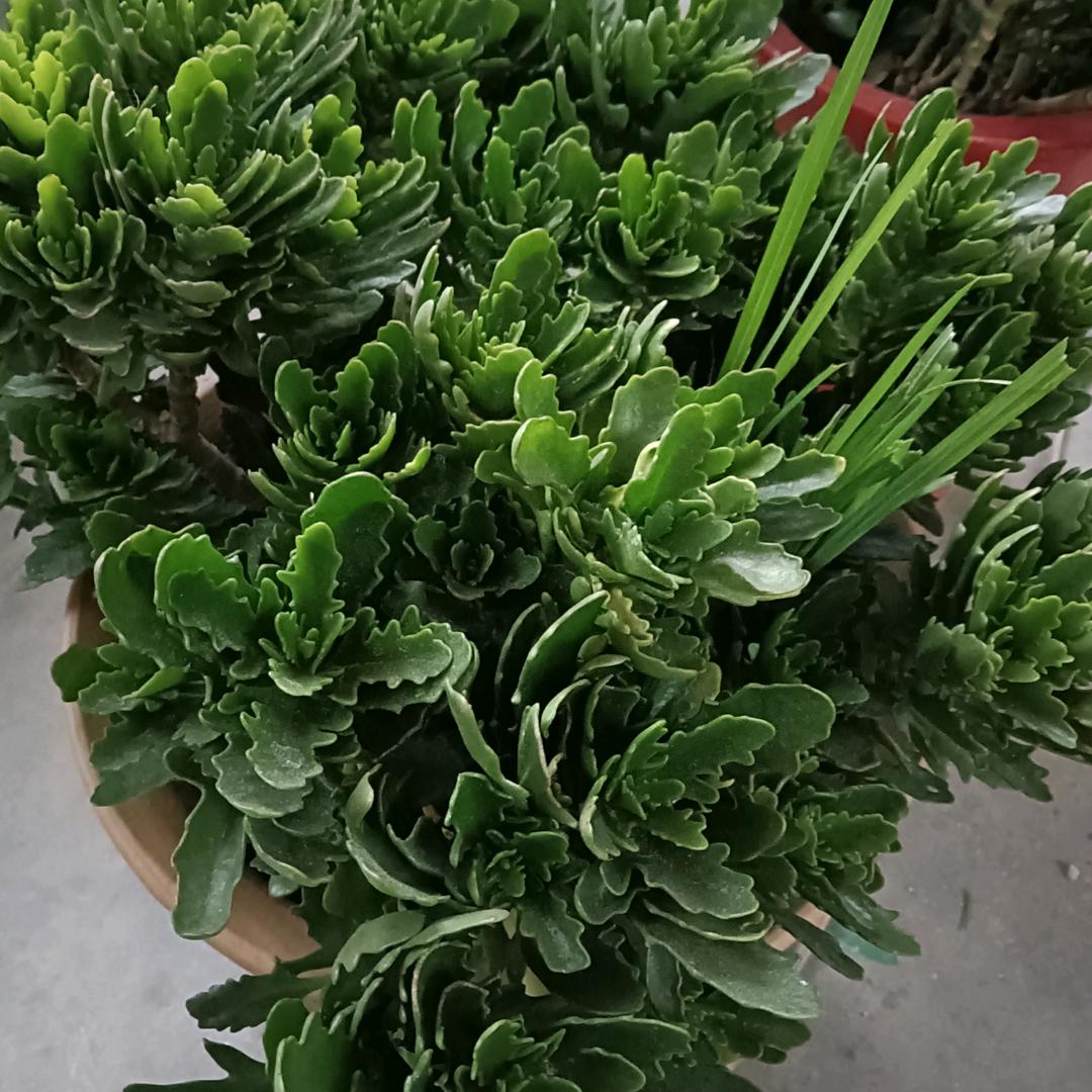 唐密再显之法：感恩法