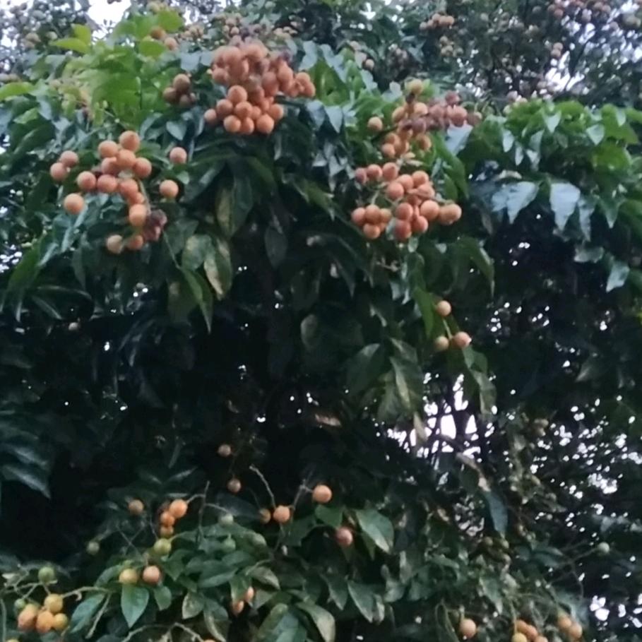 美珍