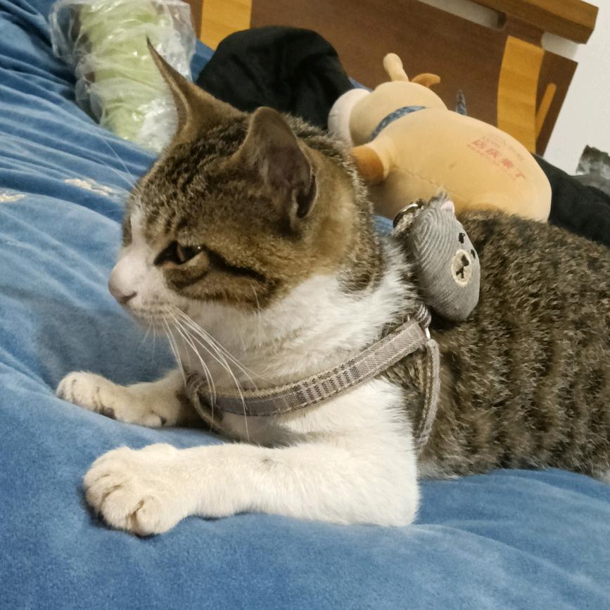 调皮的喵星人🐱