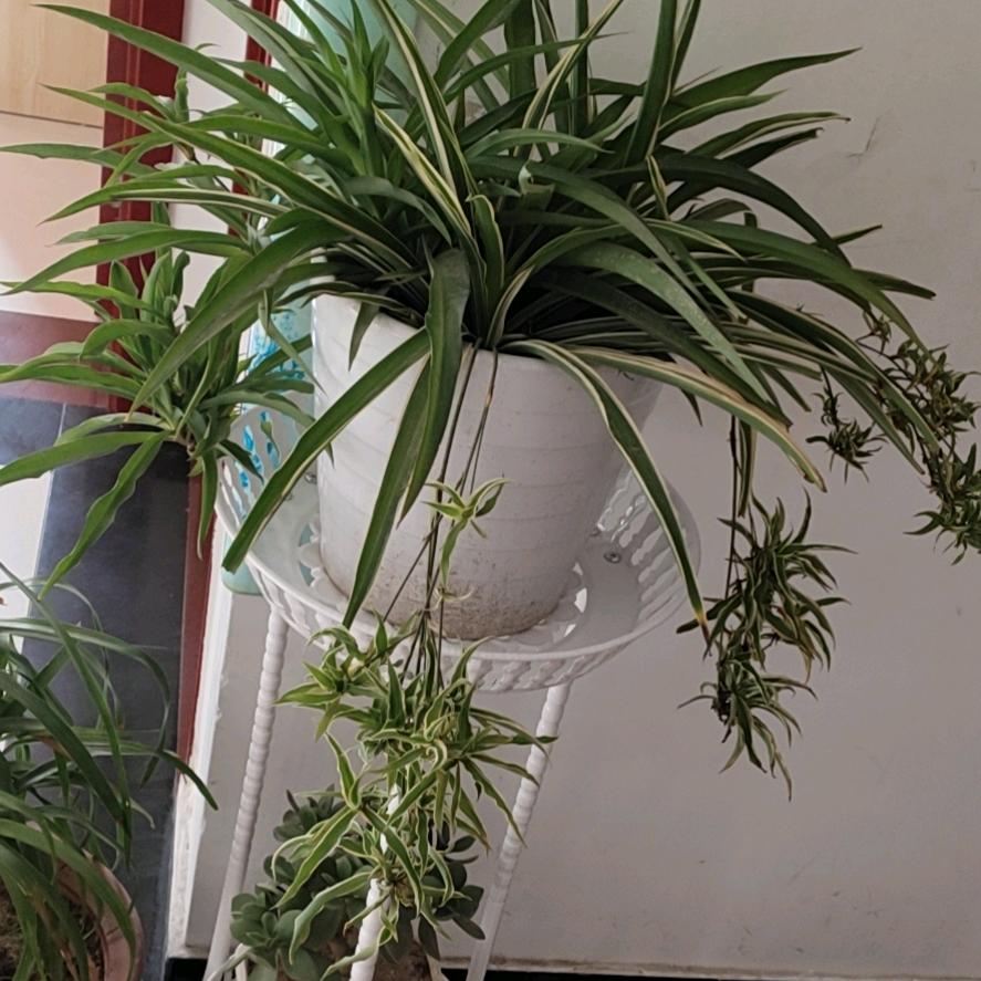 🤗随薪所欲