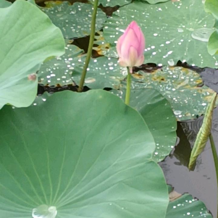 d随缘