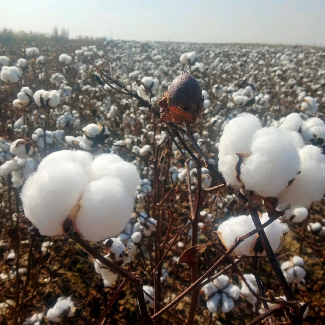 爱唱京剧的棉花姐。爱表演爱唱歌曲不定时直