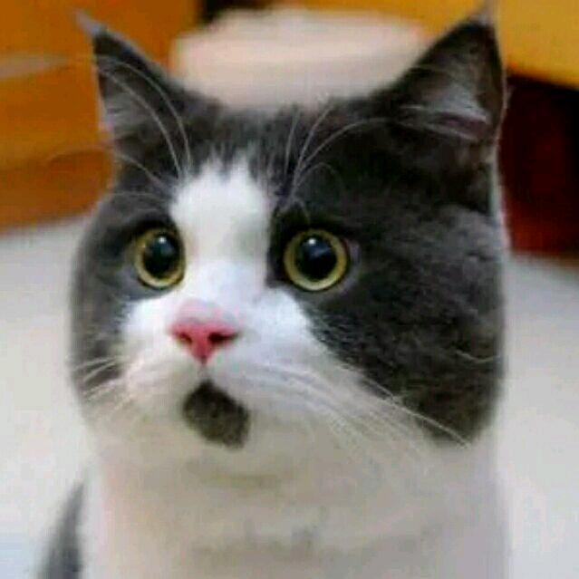 蓝猫发烧了