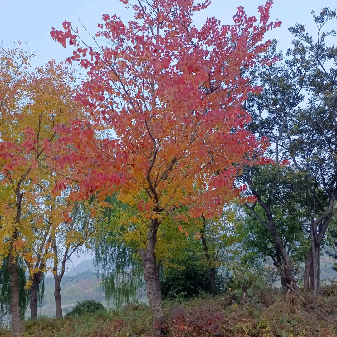 怡然似梦