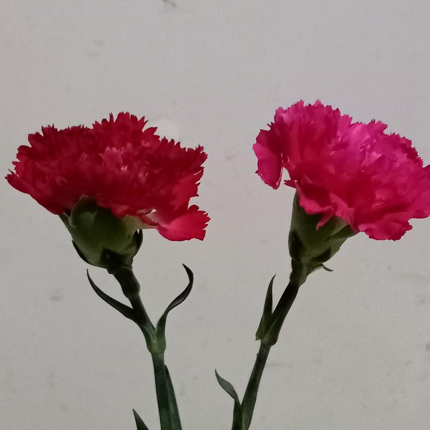 Flower（九花）