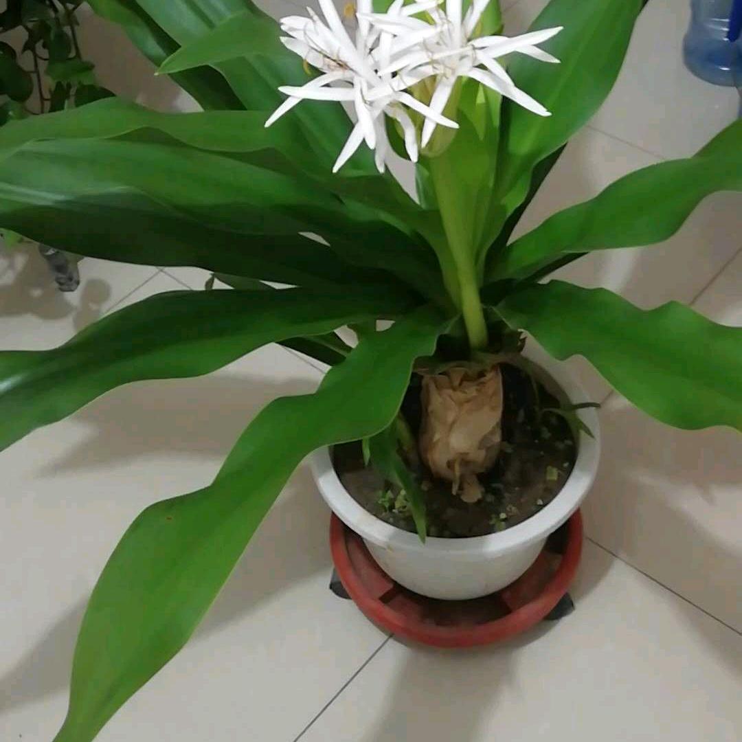 朱燕霞水饺（爱唱歌的水饺😀😀）