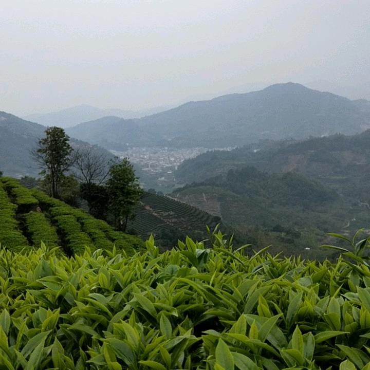 锦鸿茶业