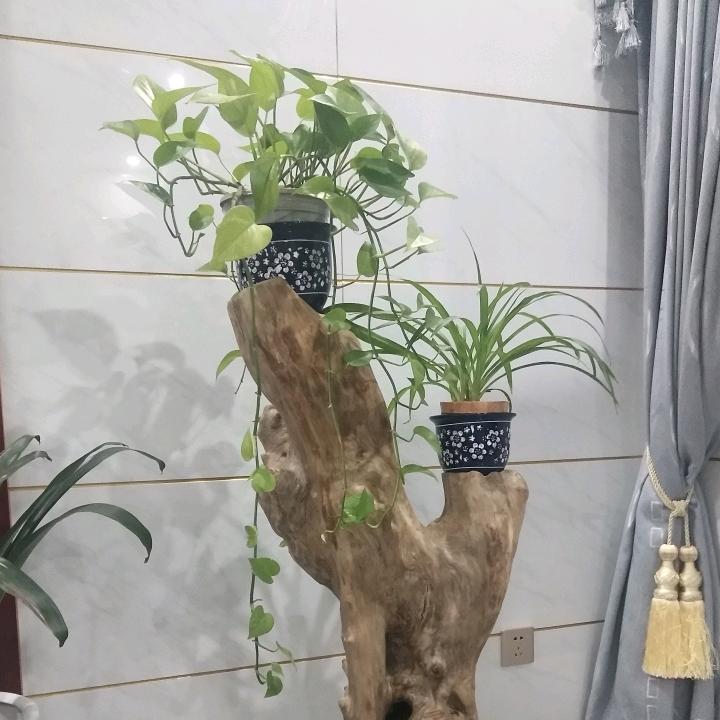 WZ先生