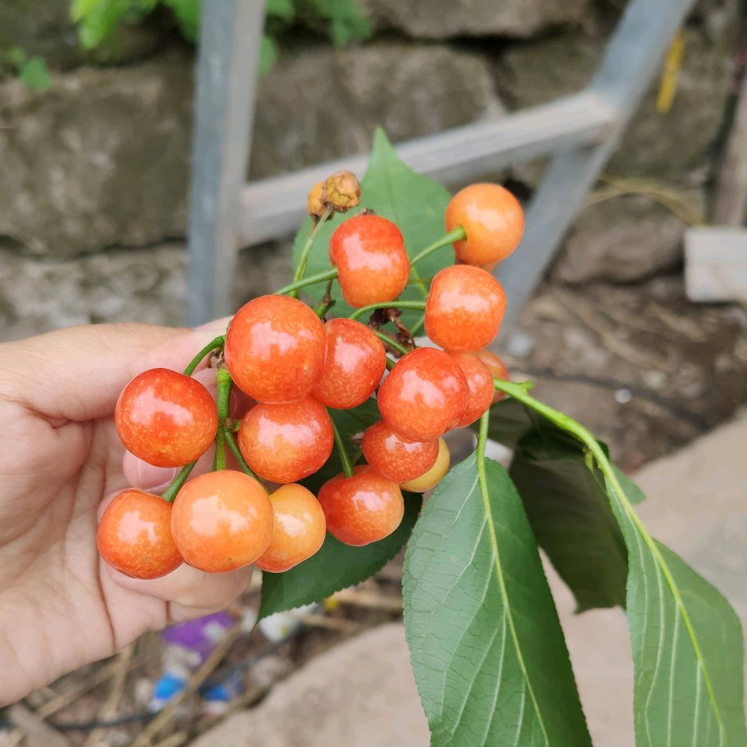 花开…