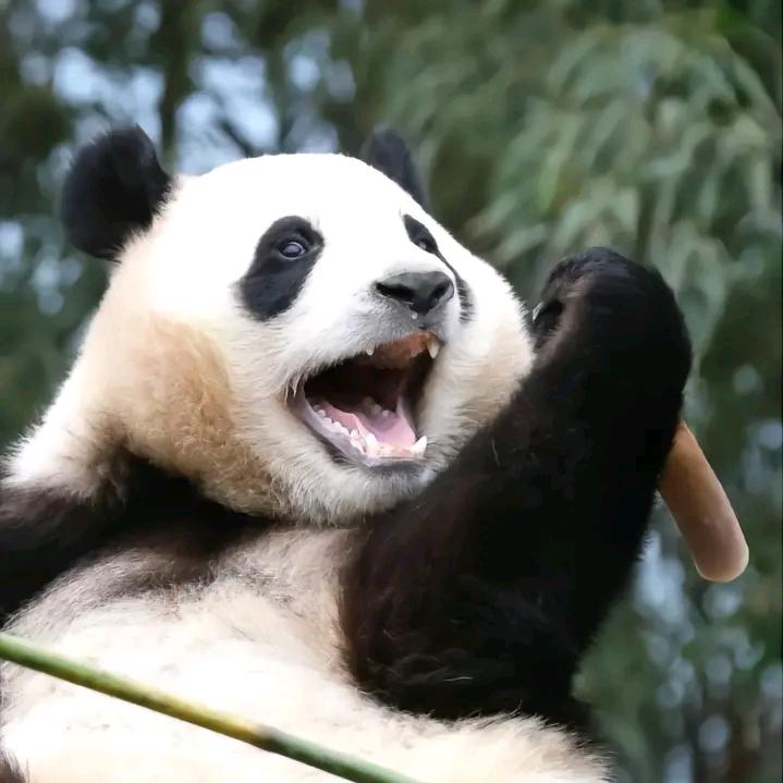 你好，大熊猫！